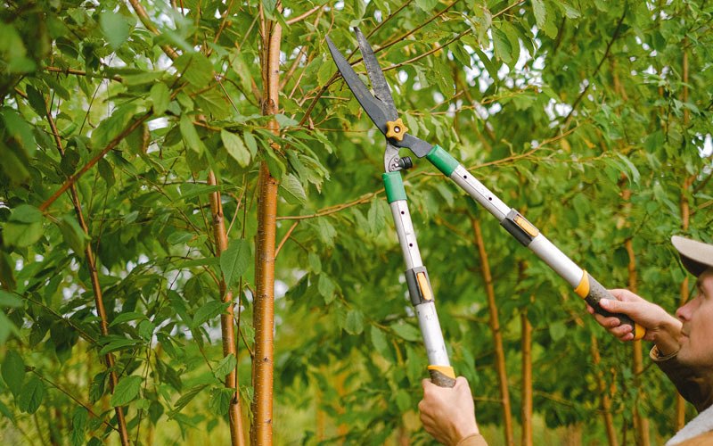 Tree trimming in Armstrong, MO